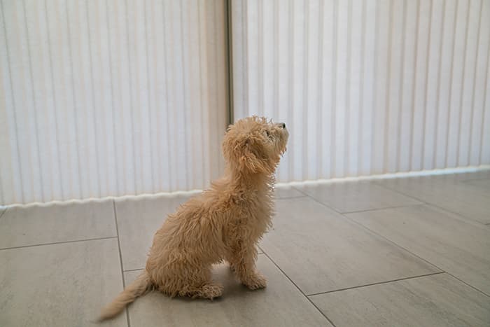 Pet-Safety-Cordless-Shades copy (1).jpg