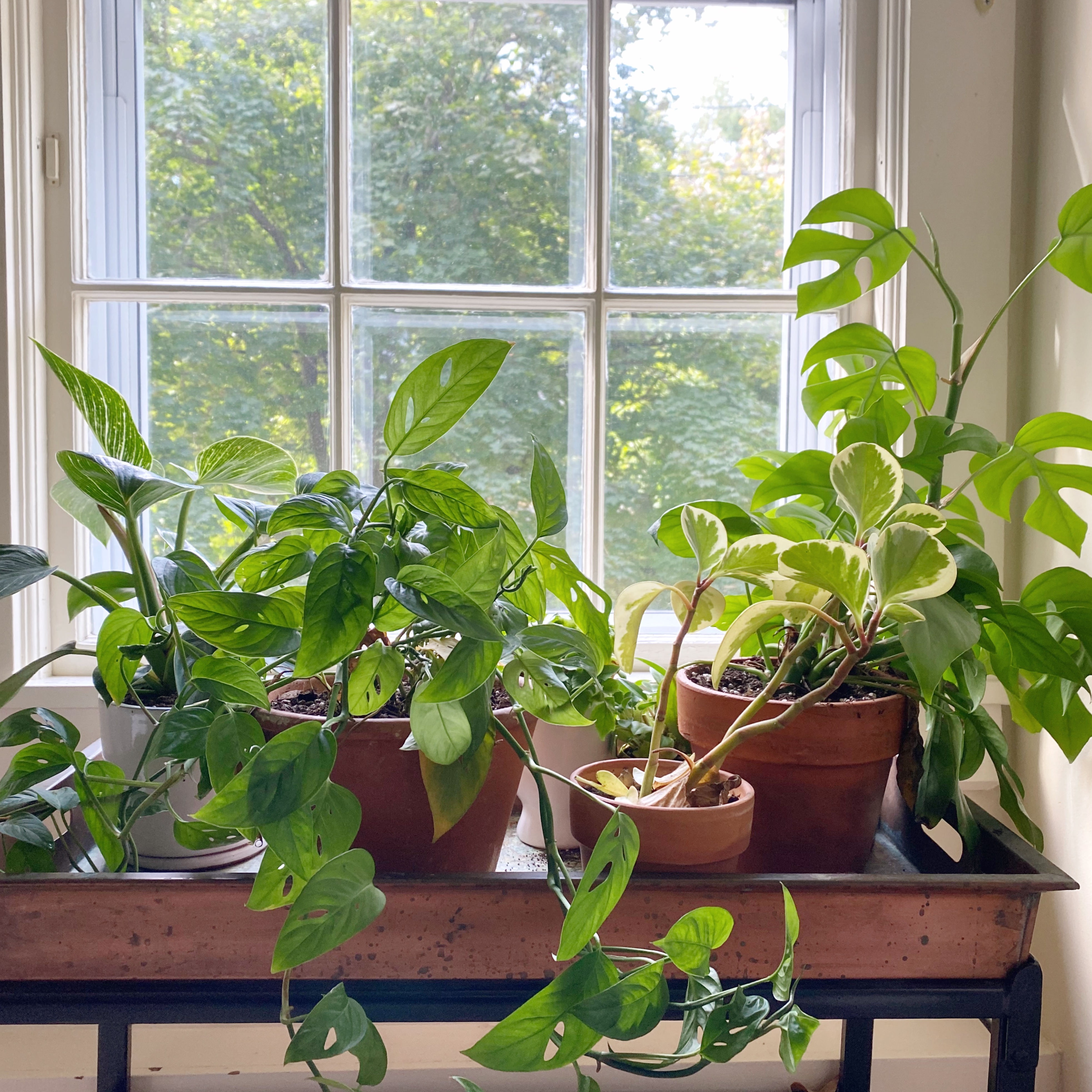 house-plants-in-a-sunny-window-2021-08-31-05-20-48-utc