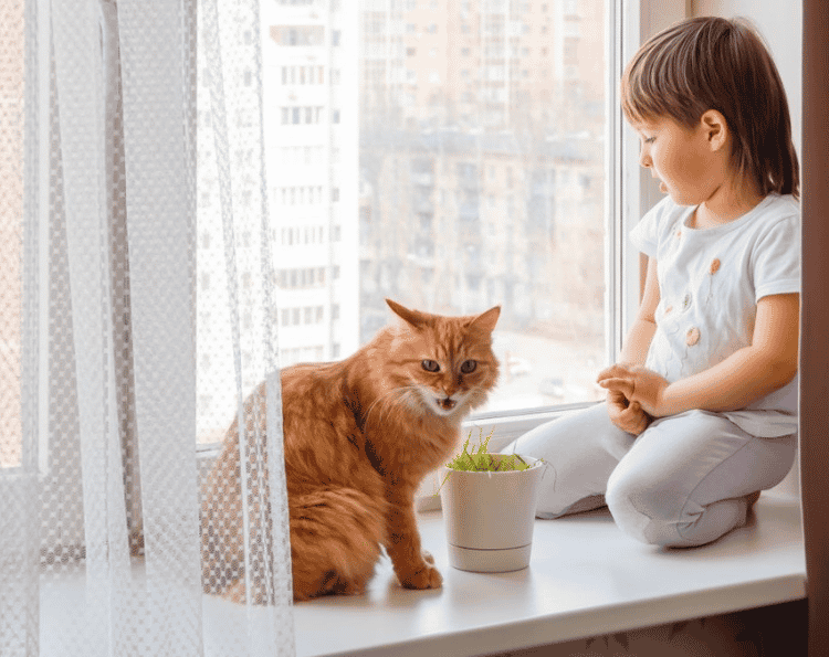 Child And Animal-Friendly Window Coverings
