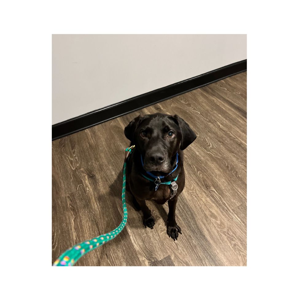 bb stafford dog photo 