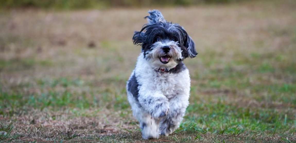 Chief Pet Safety Officer