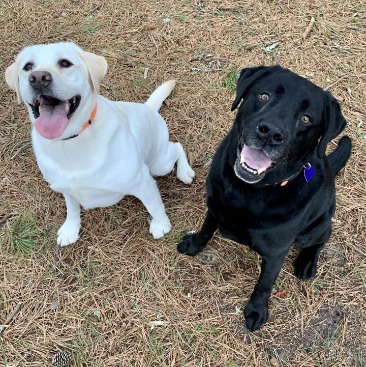 dogs