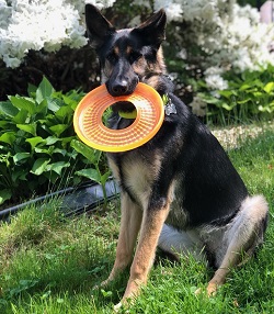 Dog photo