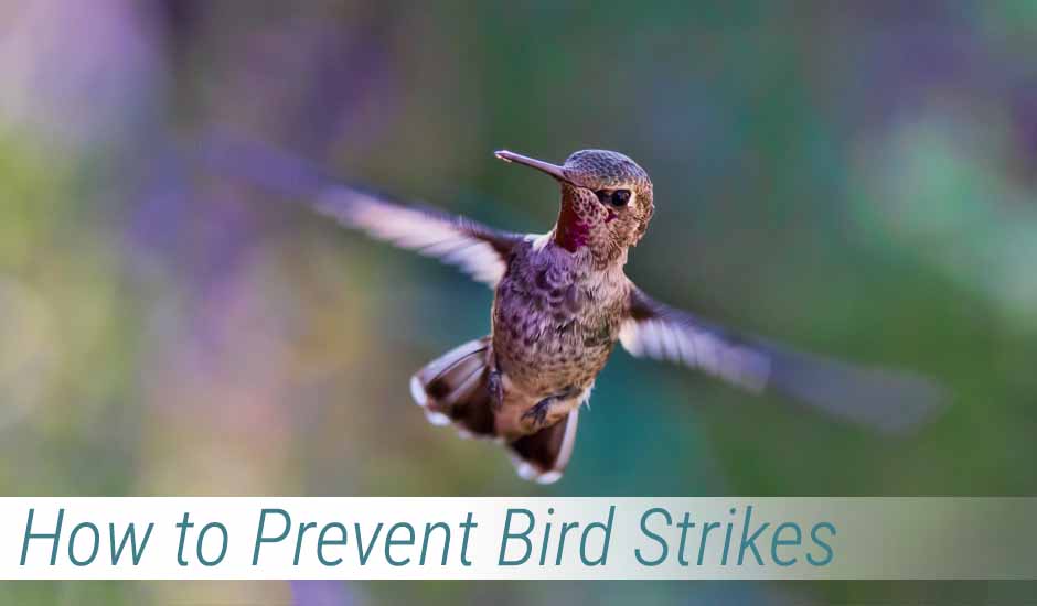 How to Prevent Bird Strikes How to Prevent Bird Strikes