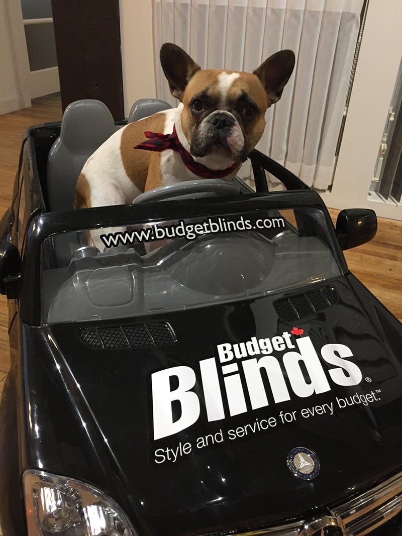 budget-blinds-french-bulldog-car-pet-friendly-home-decor-regina-saskatchewan