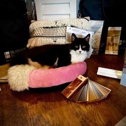 miss-kitty-why-us--meet-the-team2