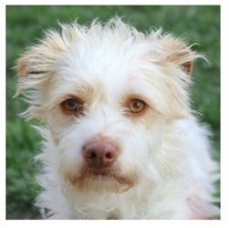 BB San Leandro Adopted Dog