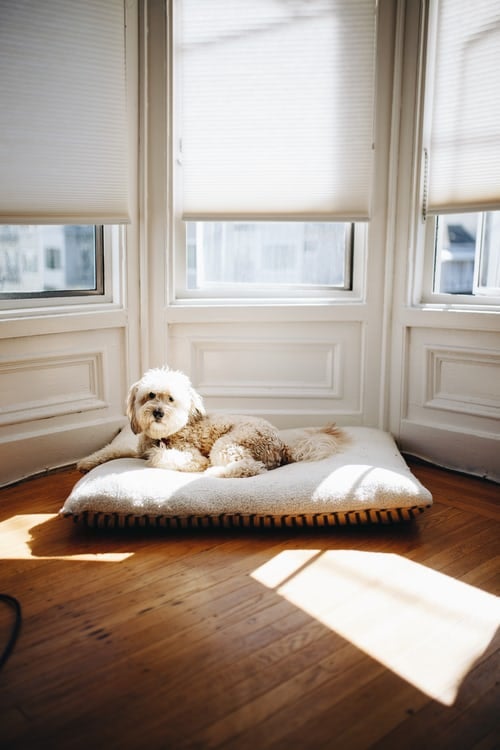 Why Are Honeycomb Blinds In Seattle A Smart Option For Your Windows At Home?