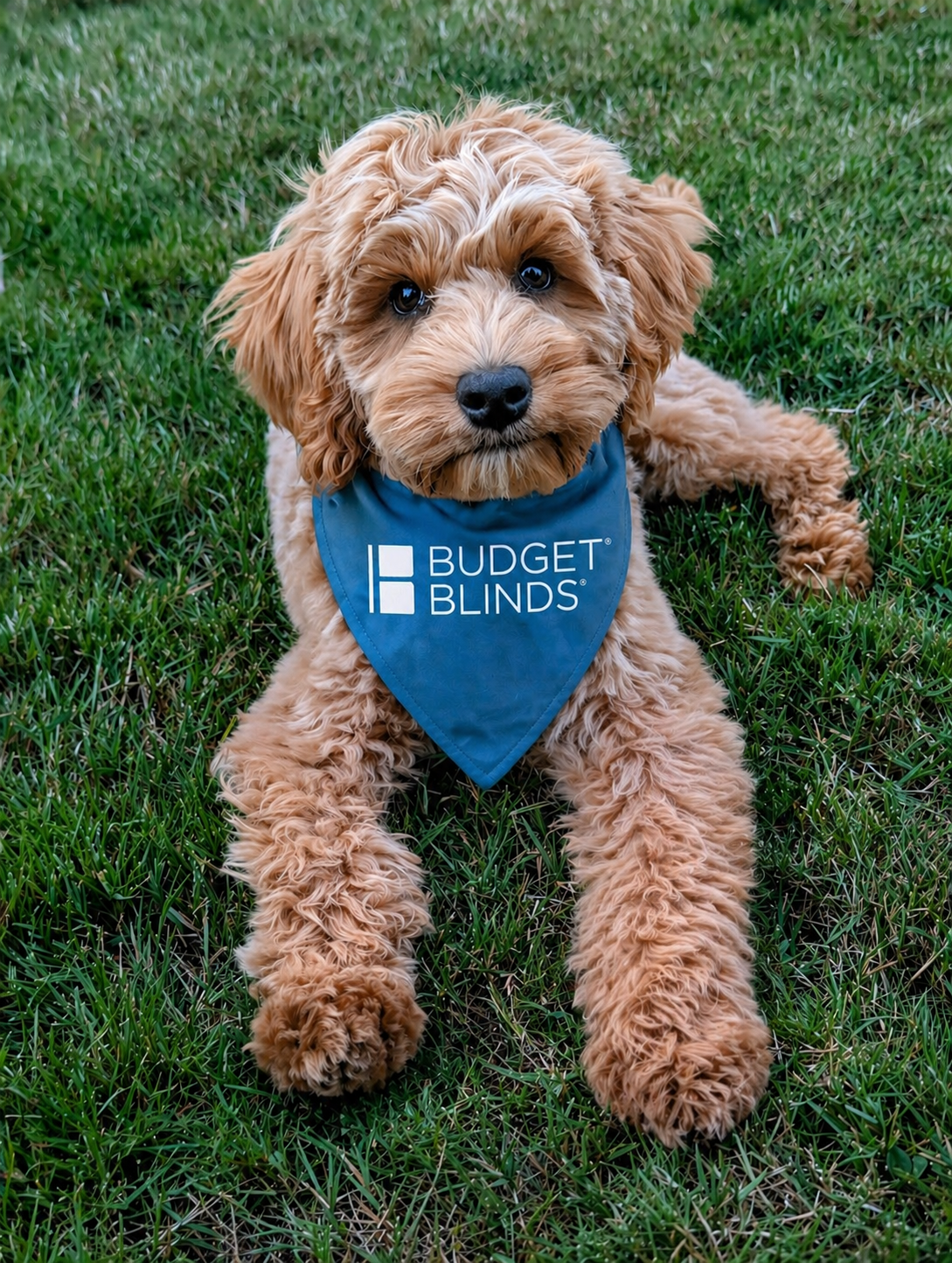 cooper - budget blinds bandana 2_1