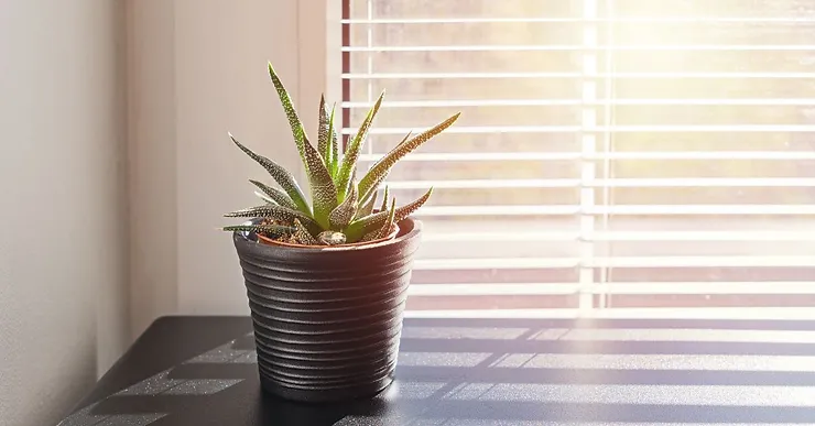 Why Cordless Blinds in Santa Ana Are Great for a Teenager