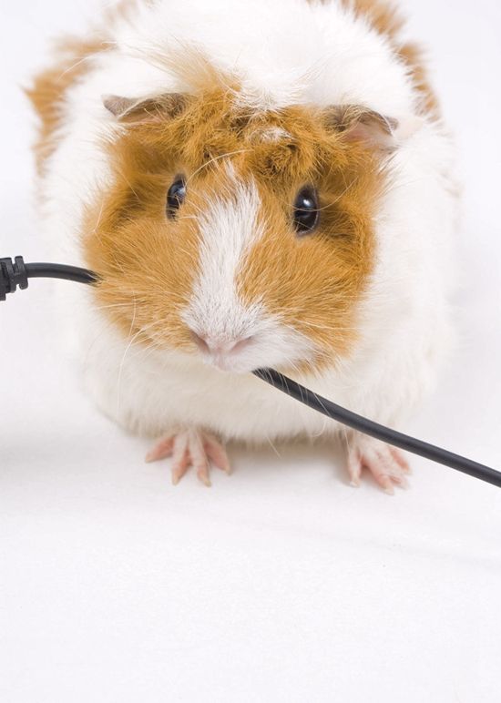 chewing cords
