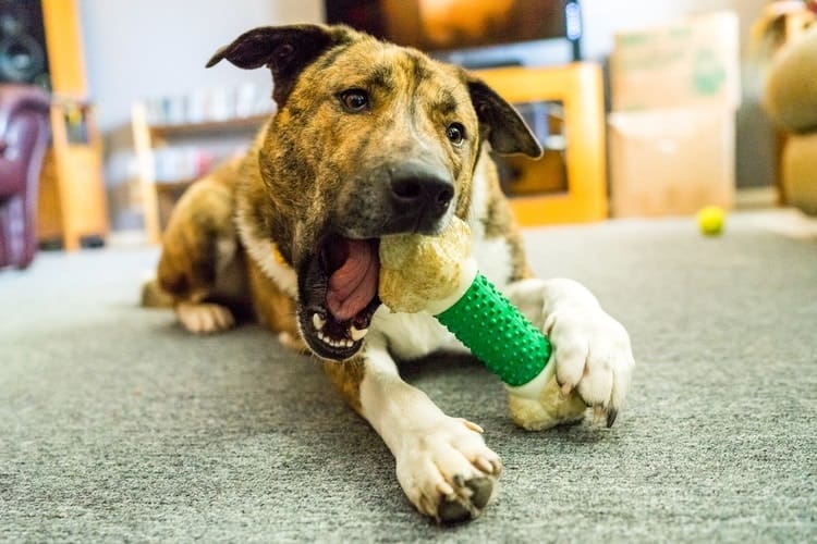 dog-chew-toy