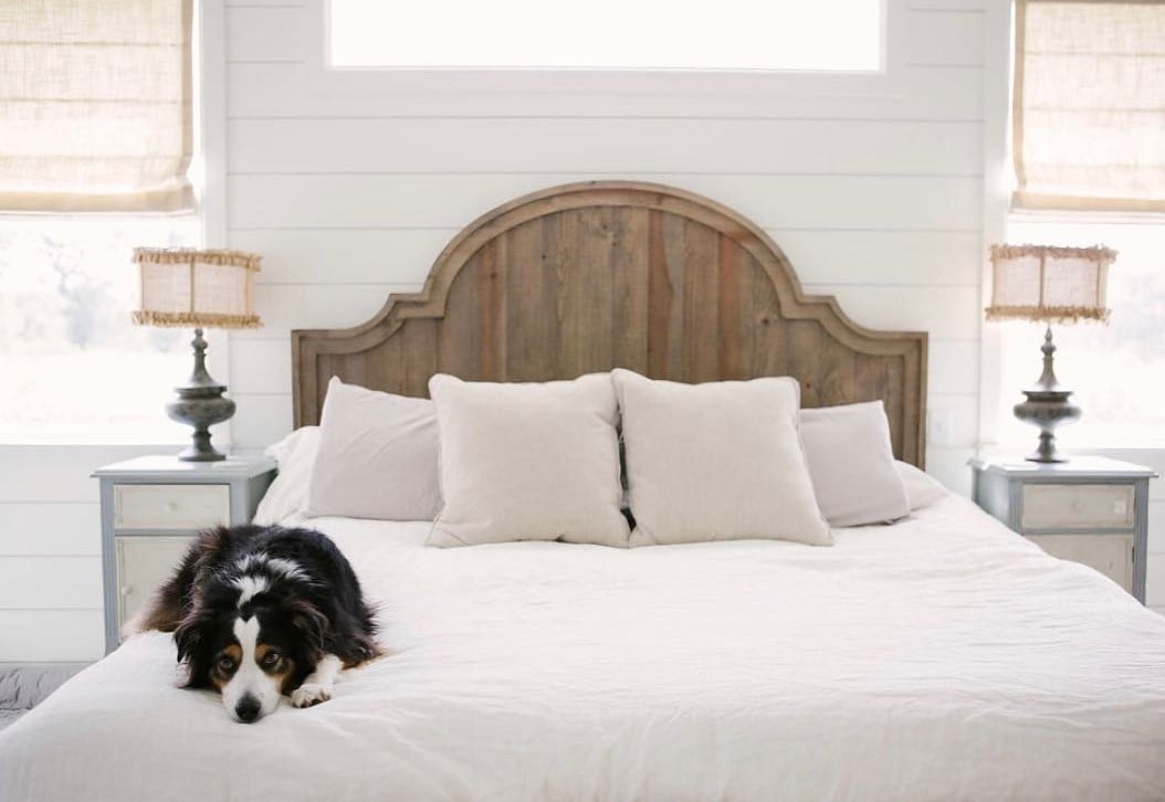 Dog with Roman Shades in Bedroom