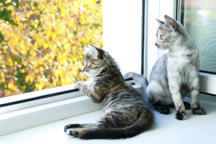 Cat Friendly Window Coverings