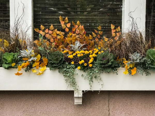 What is a Window Box