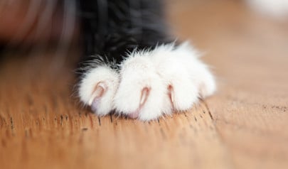 Cat Scratching